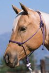 Double Diamond 6MM Nylon Halter - Weanling