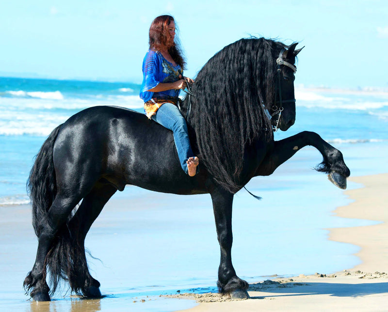 Load image into Gallery viewer, Breyer Sjoerd Friesian Stallion
