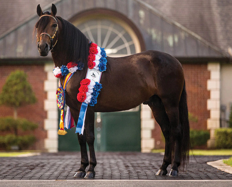 Load image into Gallery viewer, Breyer Vivaldi de Besilu
