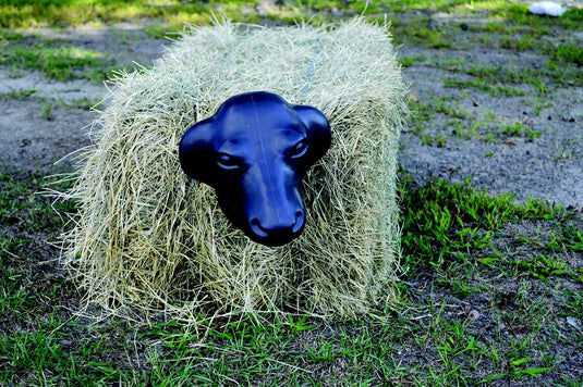 Calf Head with Spikes