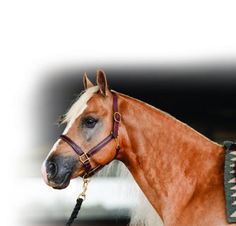 Load image into Gallery viewer, Professional's Choice Turn Out Halter

