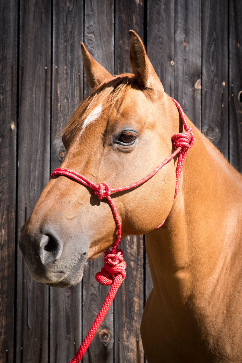 Load image into Gallery viewer, Partrade Equi-Sky Mountain Rope Halter with 7' Lead
