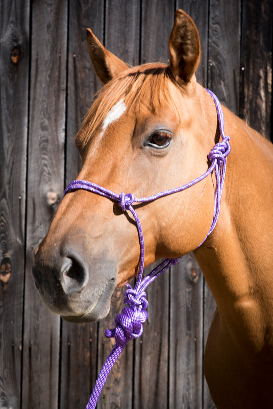 Partrade Equi-Sky Mountain Rope Halter with 7' Lead