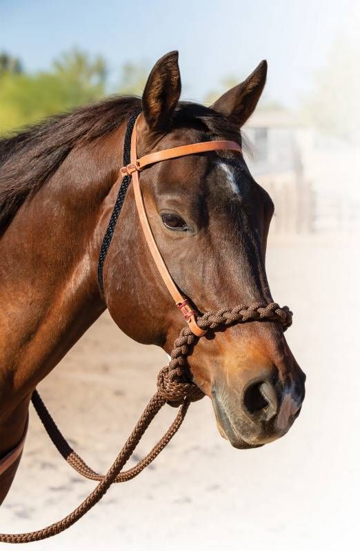Professional's Choice Loping Hackamore - Brown