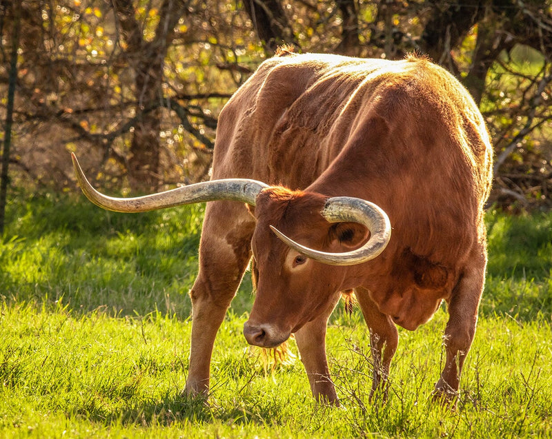 Load image into Gallery viewer, Breyer Texas Longhorn Bull
