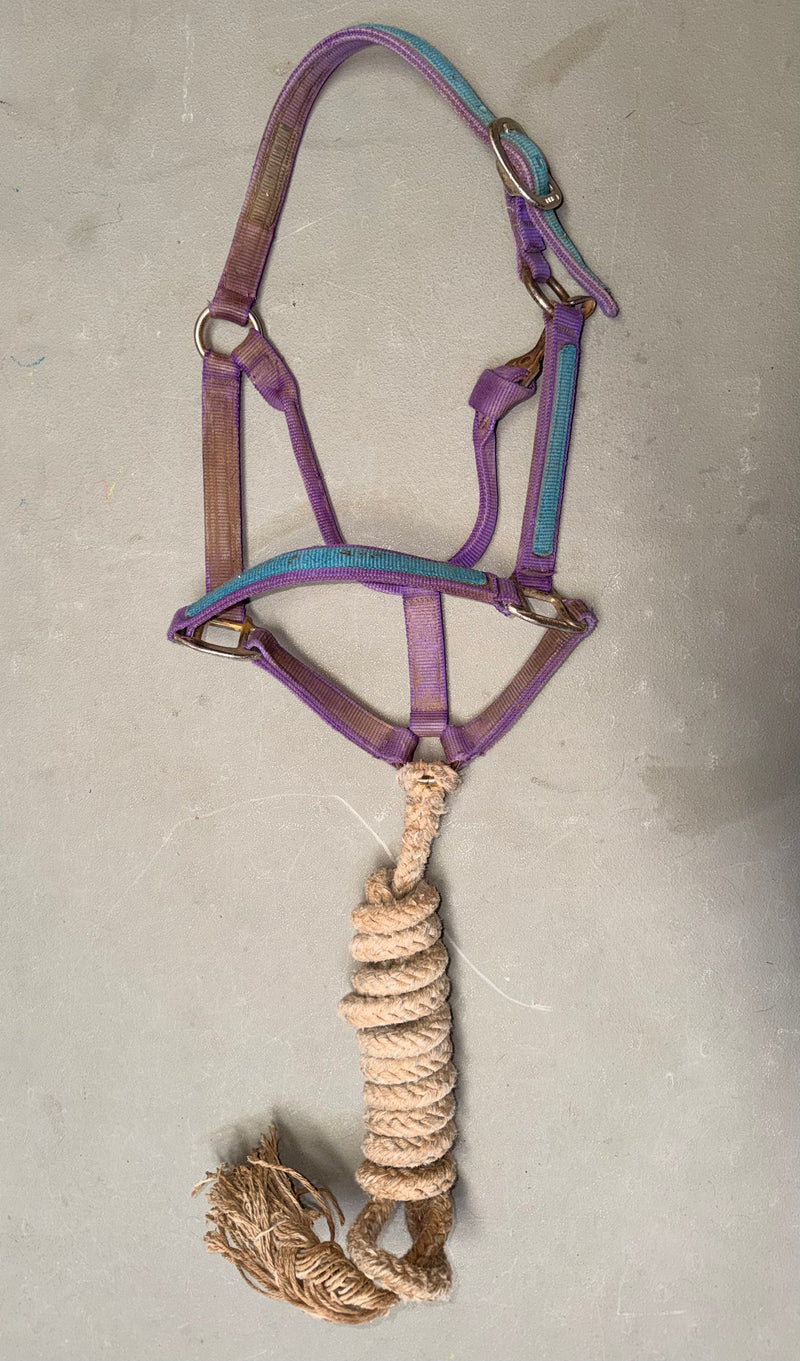 Load image into Gallery viewer, Used Nylon Halter with WV Lead - Purple-Blue/White
