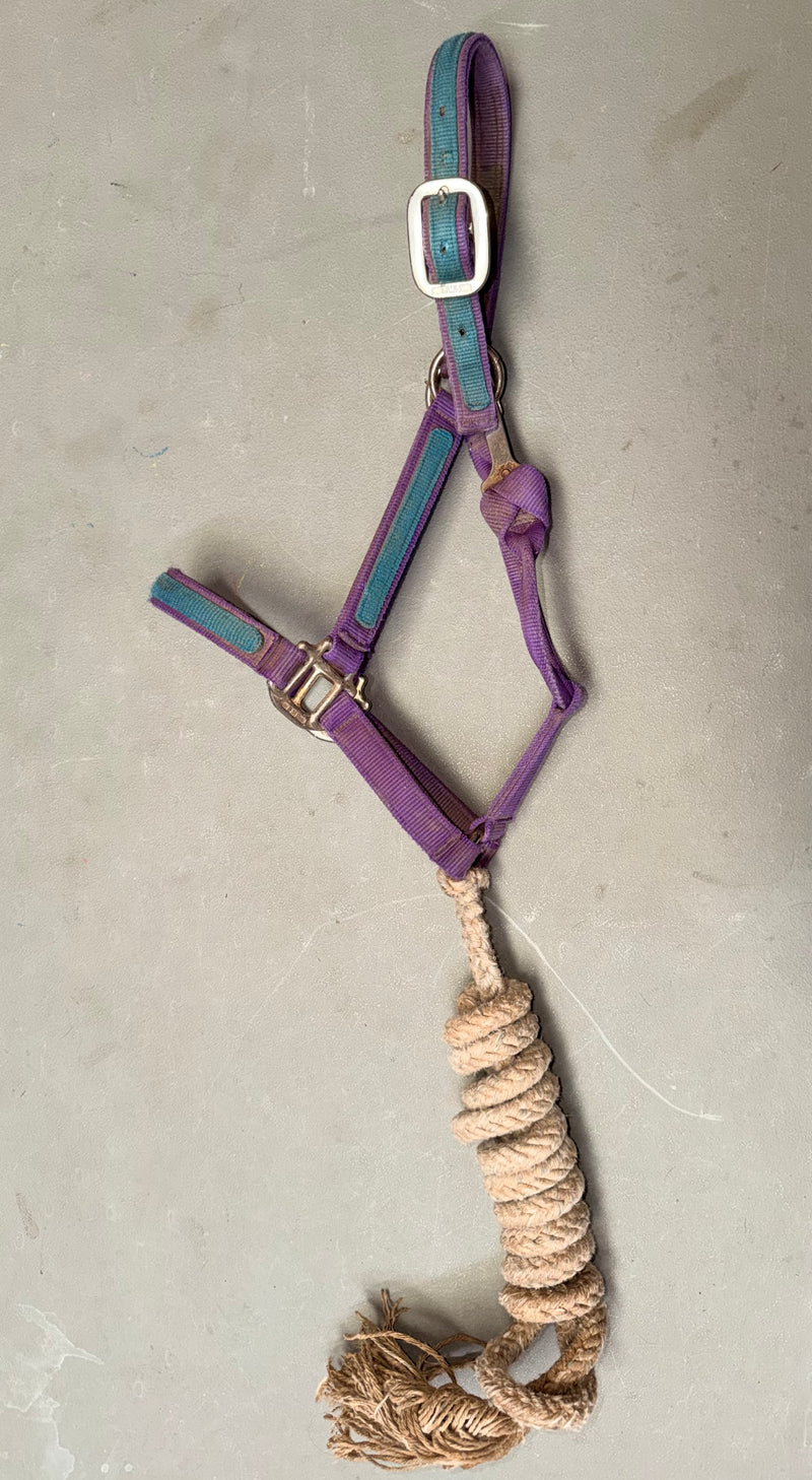 Load image into Gallery viewer, Used Nylon Halter with WV Lead - Purple-Blue/White
