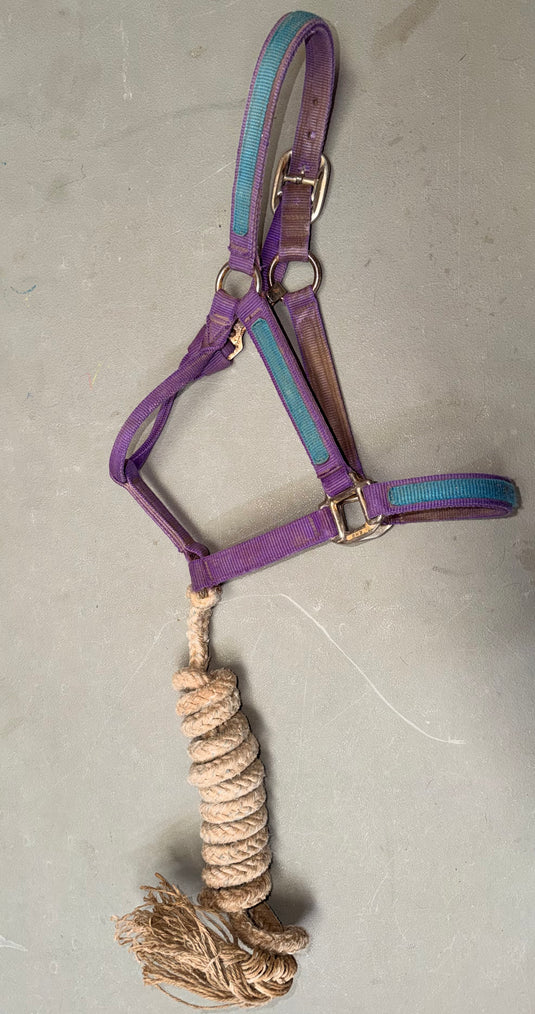 Used Nylon Halter with WV Lead - Purple-Blue/White