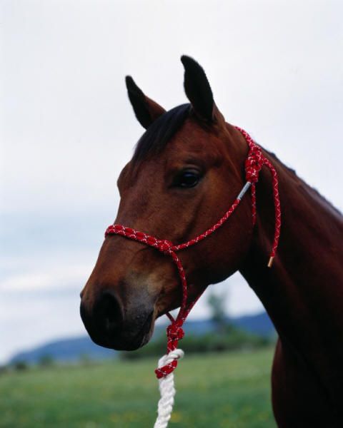 Load image into Gallery viewer, Double Diamond 5/16" Polypropylene Halter - Horse
