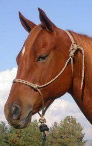 Load image into Gallery viewer, Double Diamond 8MM 5/16" Halter - Horse
