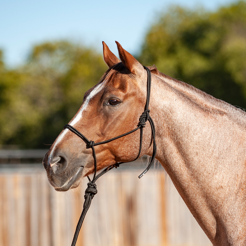 Load image into Gallery viewer, Classic Equine Solid Rope Halter with Lead
