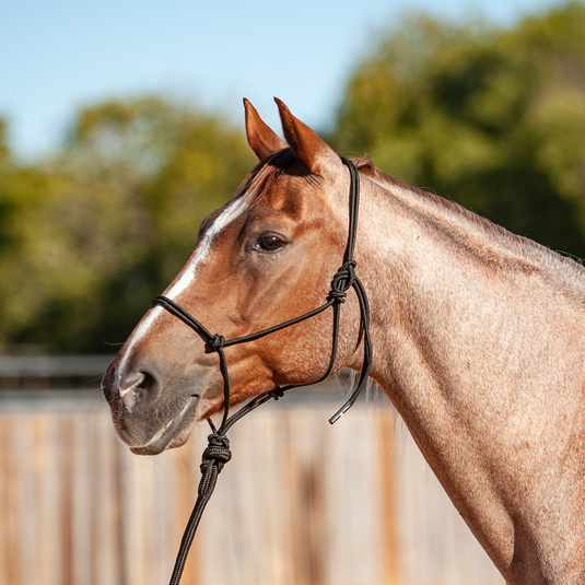 Classic Equine Solid Rope Halter with Lead