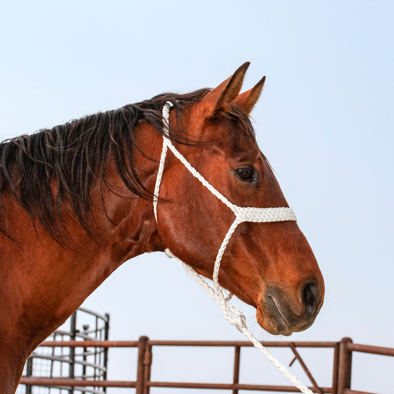 Load image into Gallery viewer, Classic Equine Colored Flat Braid Halter with Lead - White
