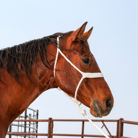 Classic Equine Colored Flat Braid Halter with Lead - White