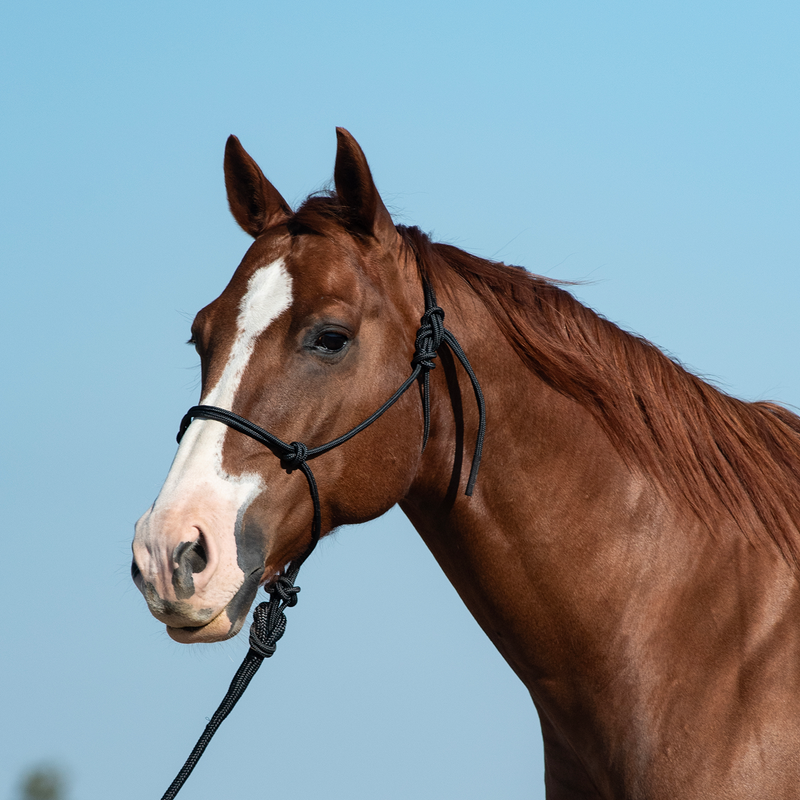 Load image into Gallery viewer, Classic Equine Rope Halter with Lead
