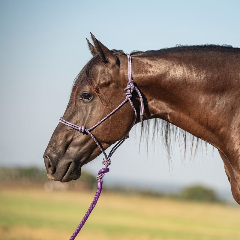 Load image into Gallery viewer, Classic Equine Rope Halter with Lead
