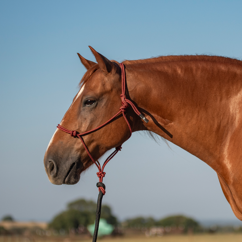 Load image into Gallery viewer, Classic Equine Rope Halter with Lead
