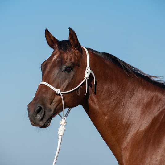 Classic Equine Rope Halter with Lead