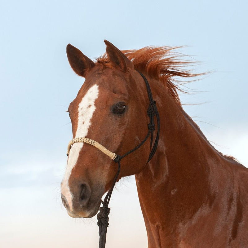 Load image into Gallery viewer, Classic Equine Braided Rawhide Rope Halter with Lead
