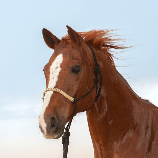 Classic Equine Braided Rawhide Rope Halter with Lead