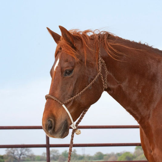 Classic Equine Rope Nose Halter with Lead