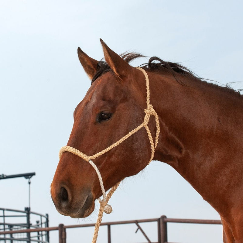 Load image into Gallery viewer, Classic Equine Rope Nose Halter with Lead
