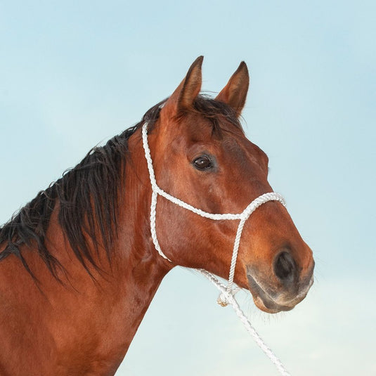 Classic Equine Rope Nose Halter with Lead