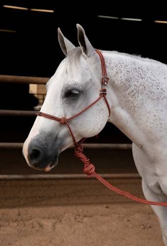 Professional's Choice Easy On Rope Halter with 10' Lead
