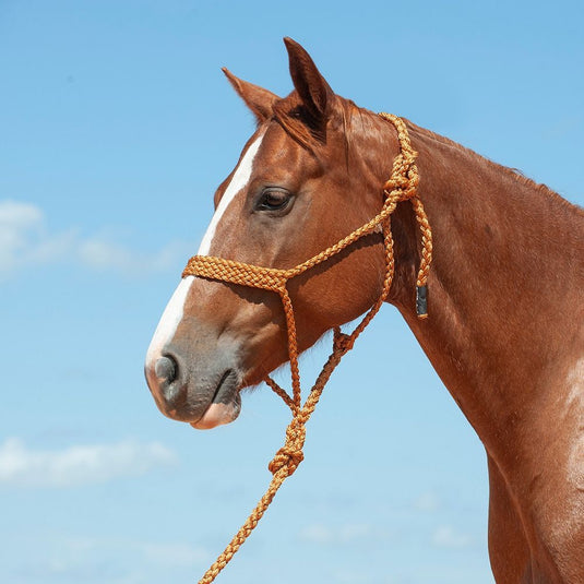 Cashel Flat Braid Halter with Lead