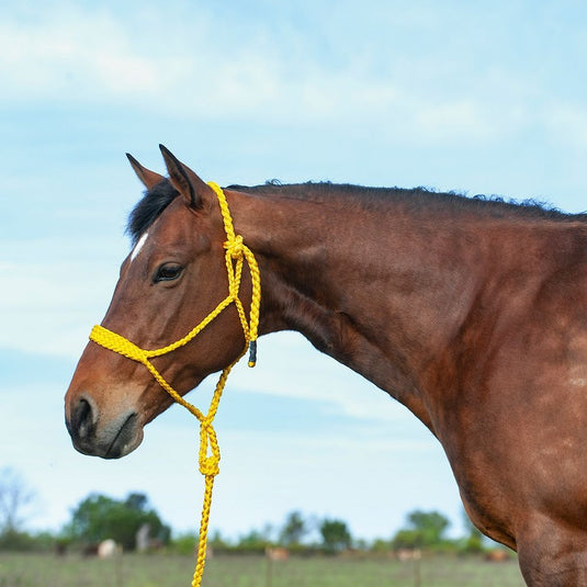 Cashel Flat Braid Halter with Lead