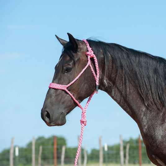 Cashel Flat Braid Halter with Lead