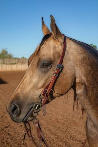 Professional's Choice Ranch Single Ear Exclusive Arrow Buckle Headstall - 3/4"