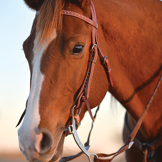 Classic Equine Shoulder Holder High Port Bit