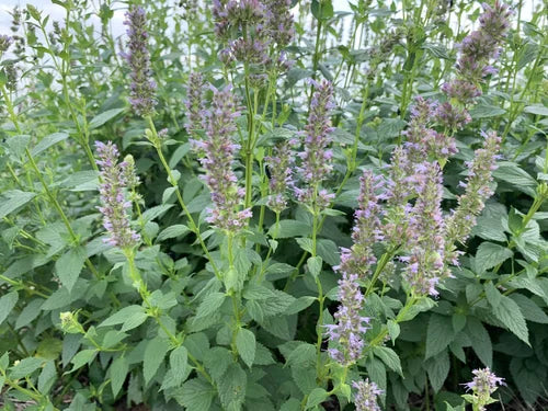 Load image into Gallery viewer, Laka Herb Farm Lavender, Verbena, Anise Hyssop Salve
