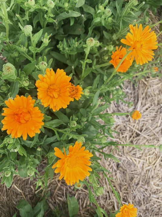 Laka Herb Farm Calendula Salve