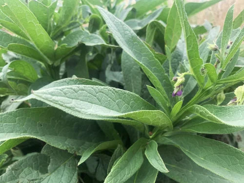 Laka Herb Farm Comfrey Salve