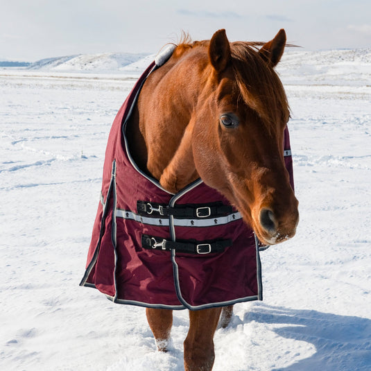 Classic Equine 10K Standard Cross Trainer Blanket