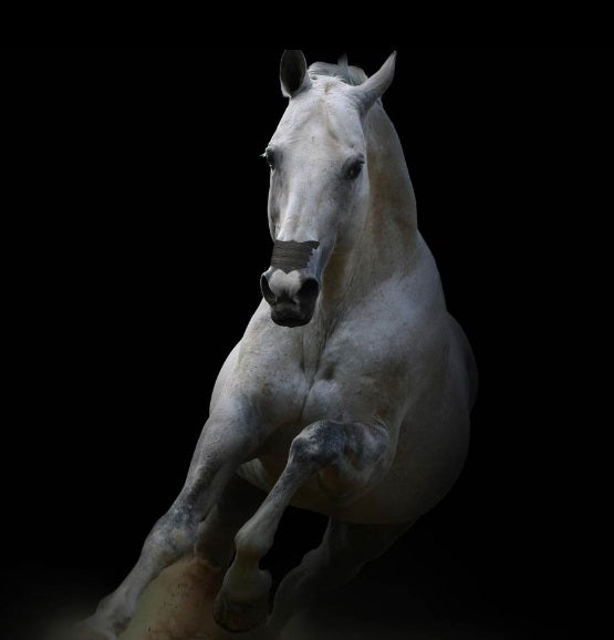 Load image into Gallery viewer, Flair Equine Nasal Strip Single
