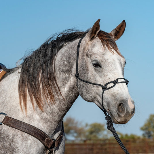 Classic Equine Rope Chain Link Rope Halter - Black