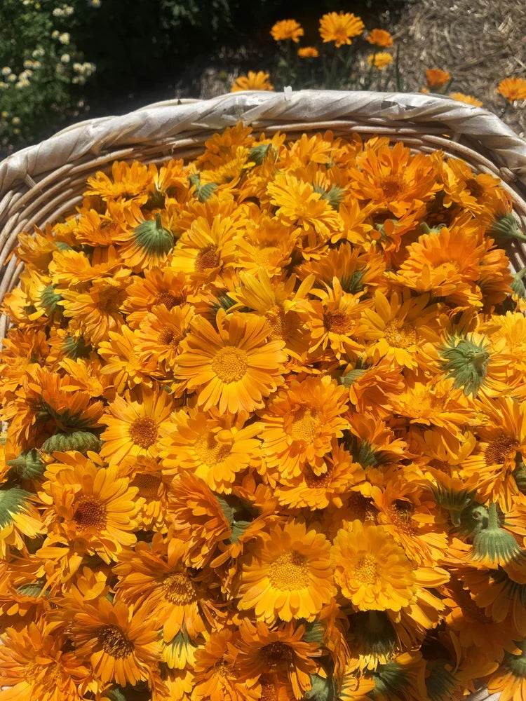 Load image into Gallery viewer, Laka Herb Farm Calendula Salve
