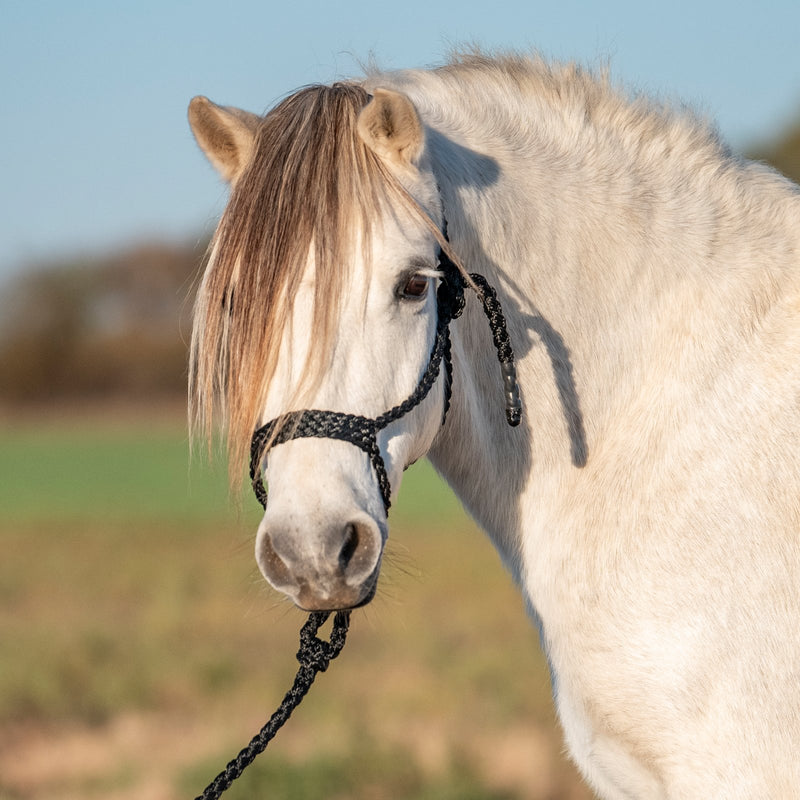 Load image into Gallery viewer, Cashel Flat Braid Pony Halter with Lead
