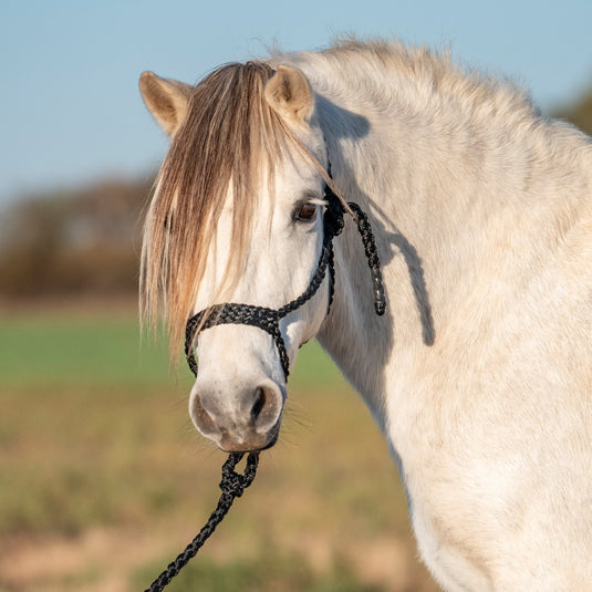 Cashel Flat Braid Pony Halter with Lead