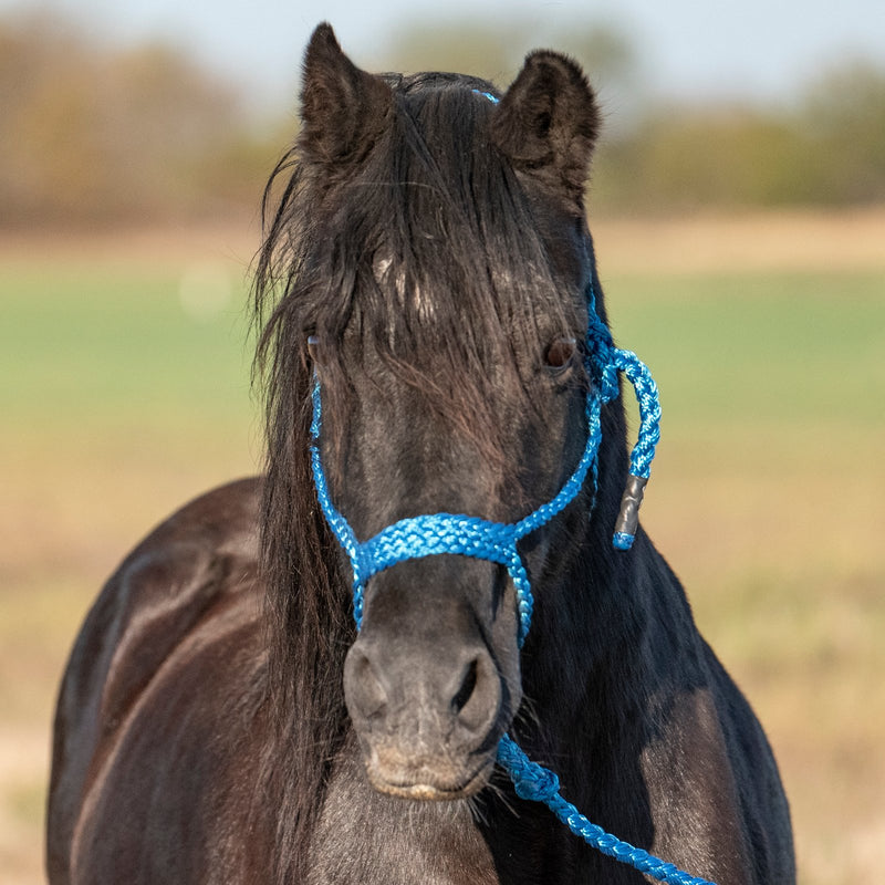 Load image into Gallery viewer, Cashel Flat Braid Pony Halter with Lead
