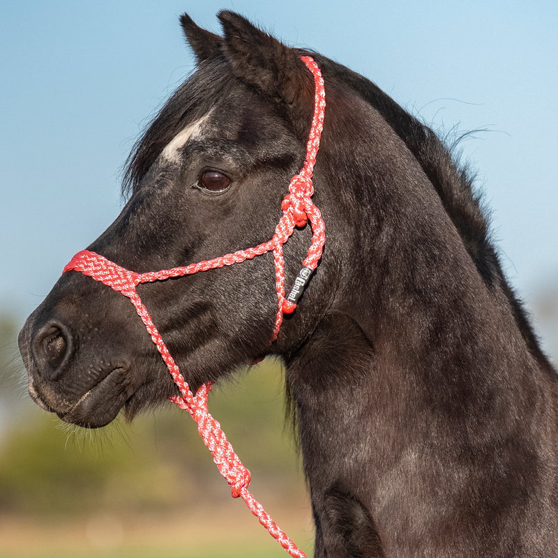 Load image into Gallery viewer, Cashel Flat Braid Pony Halter with Lead
