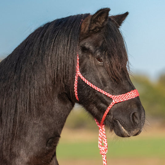 Cashel Flat Braid Pony Halter with Lead