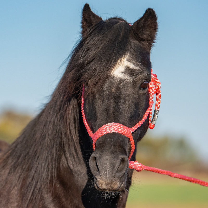 Load image into Gallery viewer, Cashel Flat Braid Pony Halter with Lead
