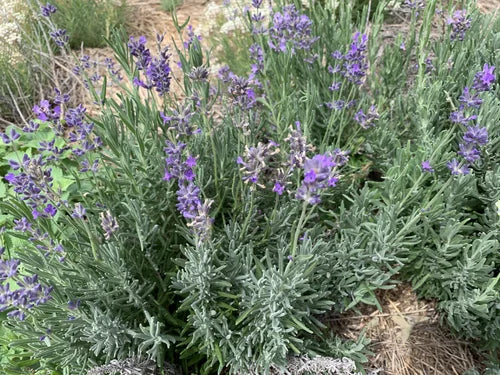 Load image into Gallery viewer, Laka Herb Farm Lavender, Verbena, Anise Hyssop Salve
