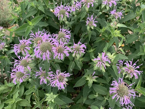 Load image into Gallery viewer, Laka Herb Farm Thyme, Monarda, Austrian Sage Salve
