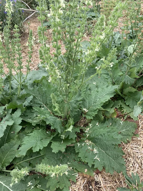 Load image into Gallery viewer, Laka Herb Farm Thyme, Monarda, Austrian Sage Salve
