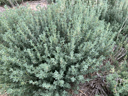 Laka Herb Farm Thyme, Monarda, Austrian Sage Salve